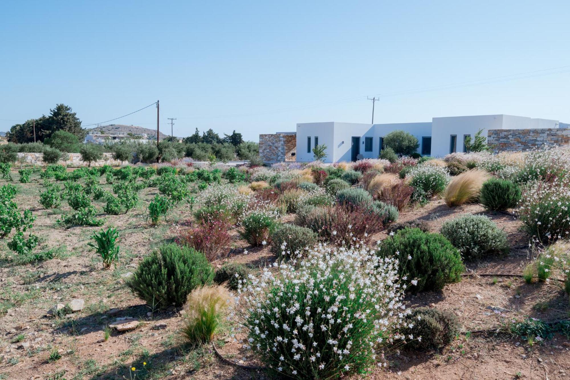 Vila Bracket House Paros Dhragoulas Exteriér fotografie